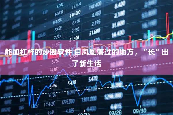 能加杠杆的炒股软件 白凤凰落过的地方,“长”出了新生活